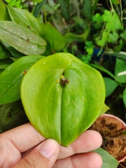 Pleurothallis rhodoglossa