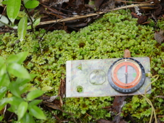 Mniodendron colensoi