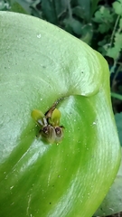 Pleurothallis rhodoglossa