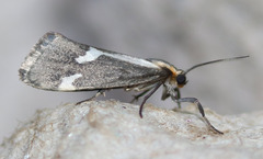 Cisthene liberomacula