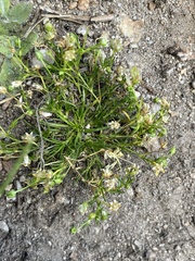 Sagina saginoides