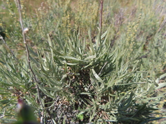 Artemisia cana