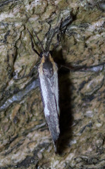 Cisthene liberomacula
