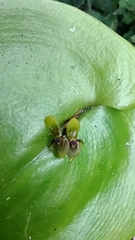 Pleurothallis rhodoglossa