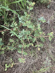 Kallstroemia parviflora