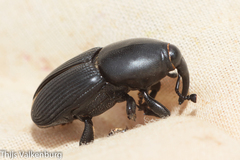 Scyphophorus acupunctatus