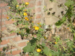 Abutilon grandifolium
