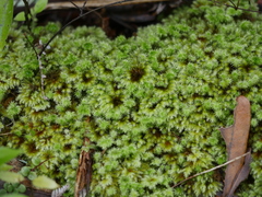 Mniodendron colensoi