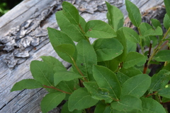 Vaccinium membranaceum