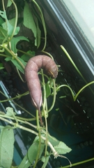 Macroglossum corythus