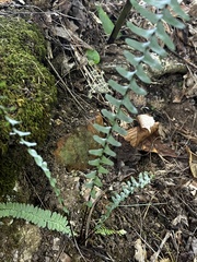 Asplenium platyneuron