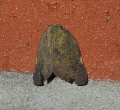 Ricania sublimata