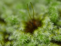 Mniodendron colensoi