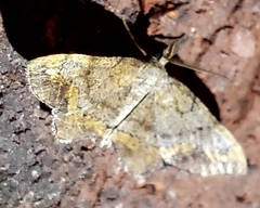 Hypagyrtis