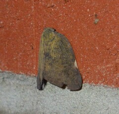 Ricania sublimata