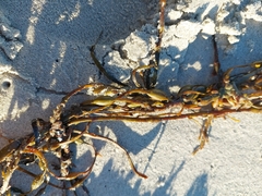 Ascophyllum nodosum
