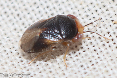 Geocoris erythrocephalus