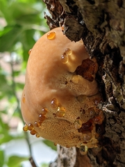 Inonotus hispidus