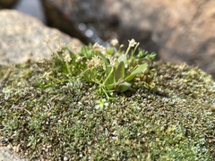 Sagina saginoides