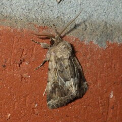 Spodoptera depravata