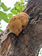 Inonotus hispidus