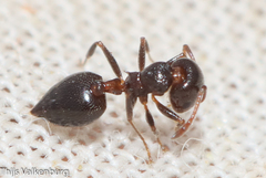 Crematogaster auberti
