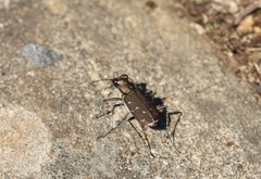 Cicindela duodecimguttata