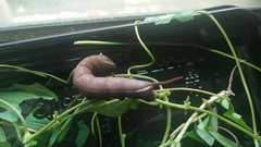 Macroglossum corythus