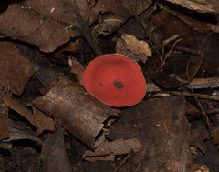 Sarcoscypha occidentalis