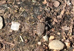 Cicindela duodecimguttata