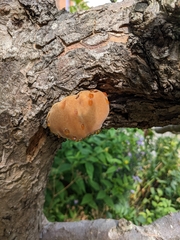 Inonotus hispidus