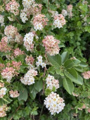 Physocarpus