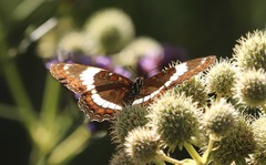 Limenitis arthemis arthemis