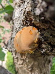Inonotus hispidus