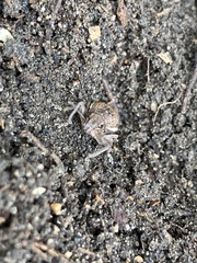 Naupactus leucoloma
