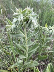 Lithospermum