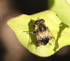 Eristalis anthophorina
