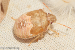 Peribalus strictus strictus