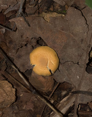 Cystoderma amianthinum