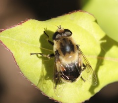 Eristalis anthophorina