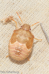 Peribalus strictus strictus