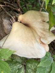 Favolus brasiliensis