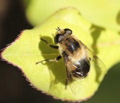 Eristalis anthophorina