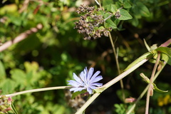 Cichorium intybus