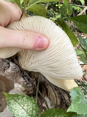 Favolus brasiliensis