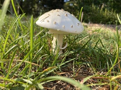 Amanita abrupta