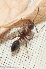 Camponotus lateralis