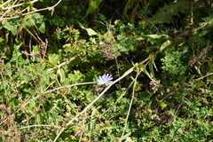 Cichorium intybus