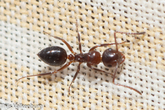 Camponotus lateralis