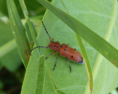 Tetraopes femoratus